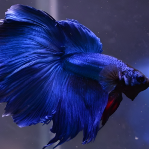cobalt blue half-moon betta
