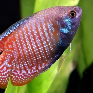 dwarf gourami