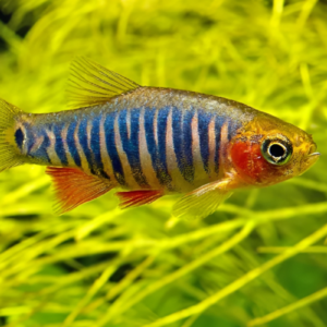 dwarf emerald micro rasbora