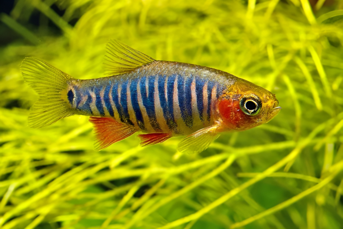 dwarf emerald micro rasbora