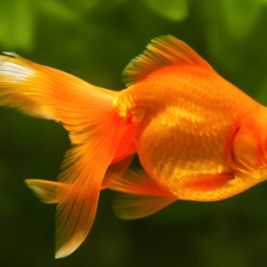 golden fantail goldfish