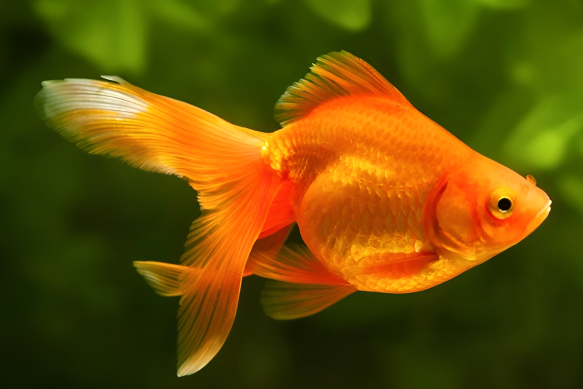 golden-fantail-goldfish-1 golden fantail goldfish