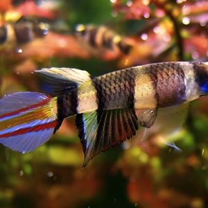 rocket killifish
