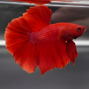 merlot-red-half-moon-betta
