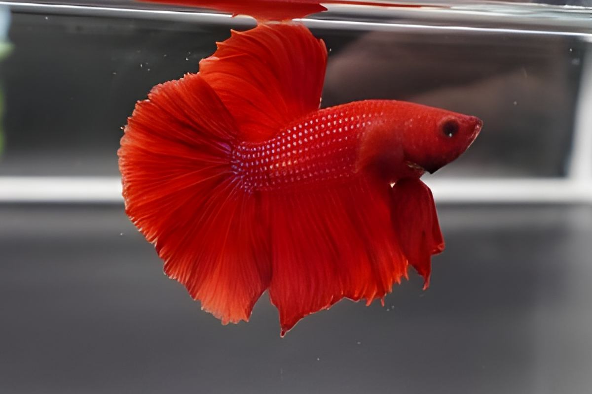 merlot-red-half-moon-betta merlot-red-half-moon-betta