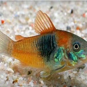 orange venezuelan cory