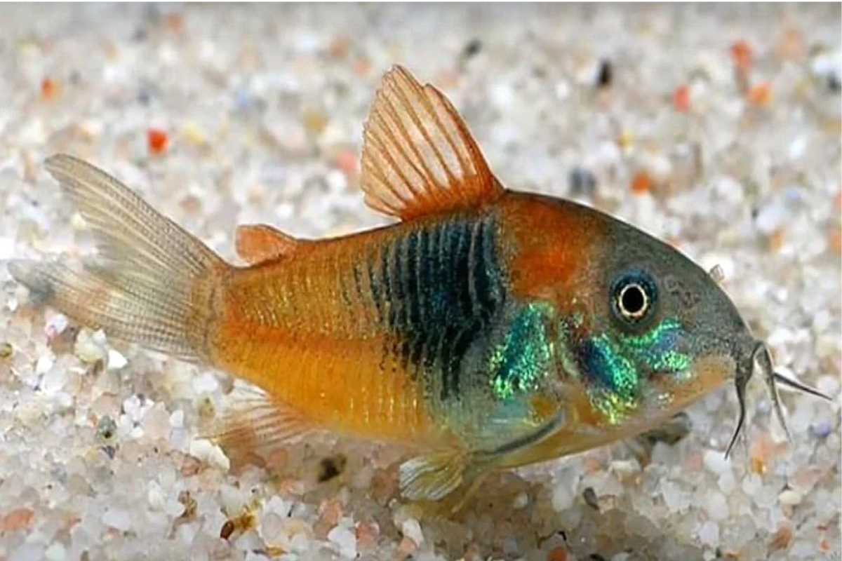 orange-venezuelan-cory1 orange venezuelan cory