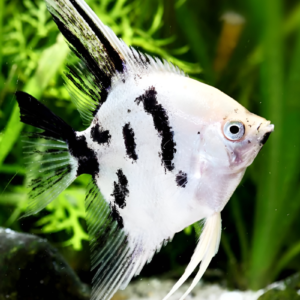 panda angelfish