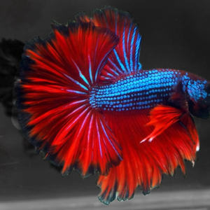 red and blue half-moon betta fish