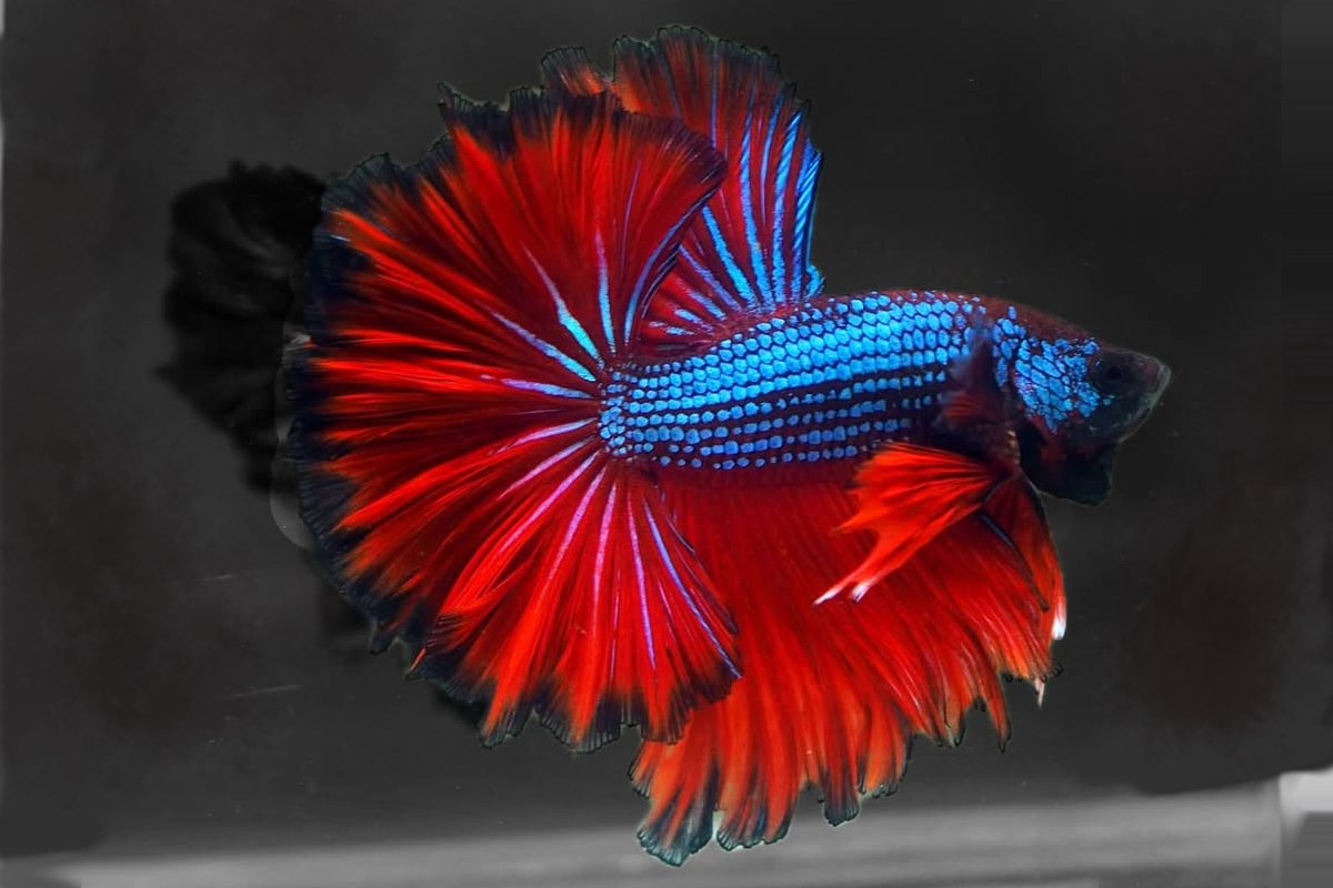 red-and blue-betta-fish red and blue half-moon betta fish