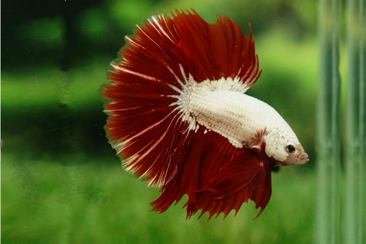 red-and-white-half-moon-betta-fish-1 red and white half-moon betta fish