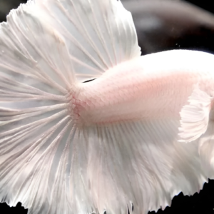 white half-moon betta