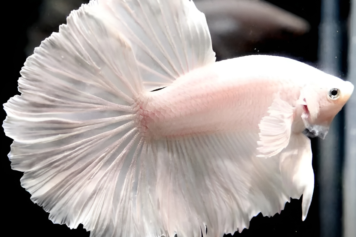 white-betta-fish white half-moon betta