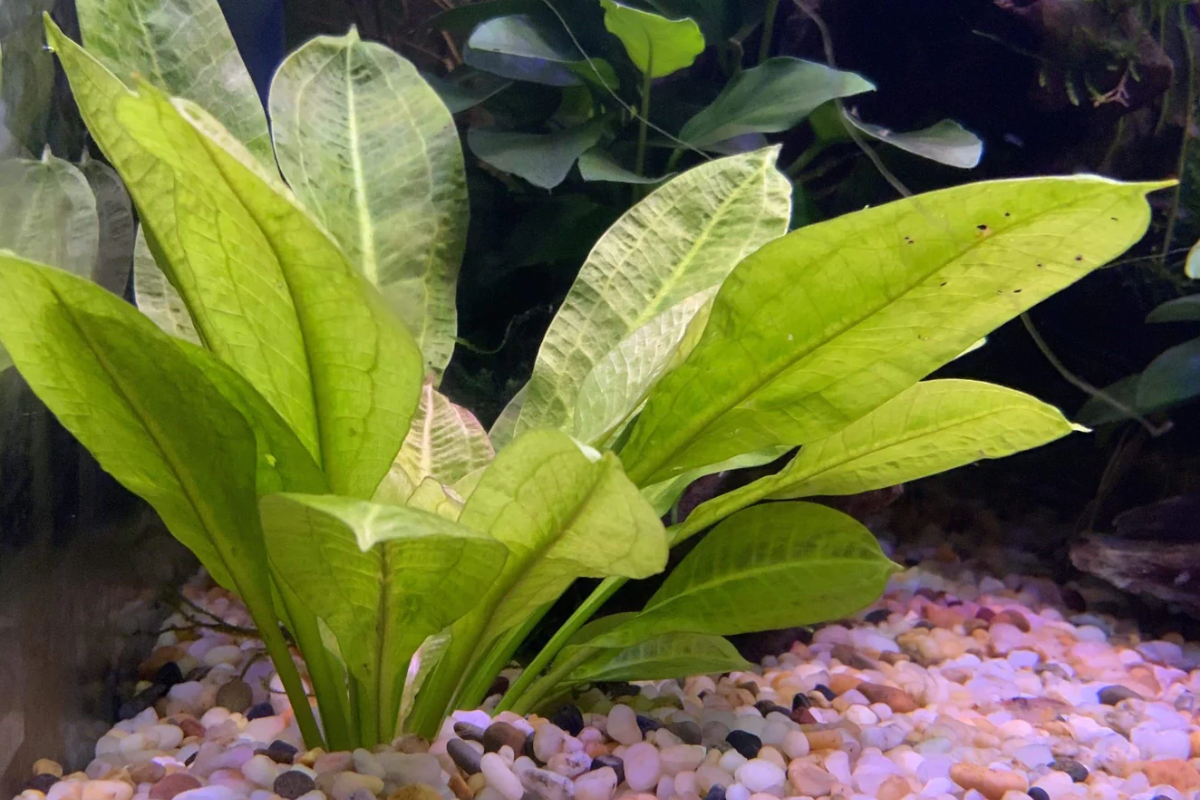 Amazon Sword Tropica for sale online in South Africa.