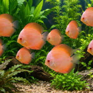 Baby Red melon discus 4-5cm
