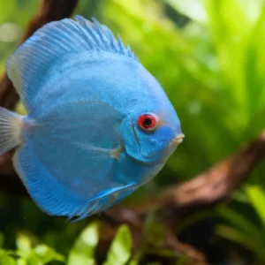 blue diamond discus fish