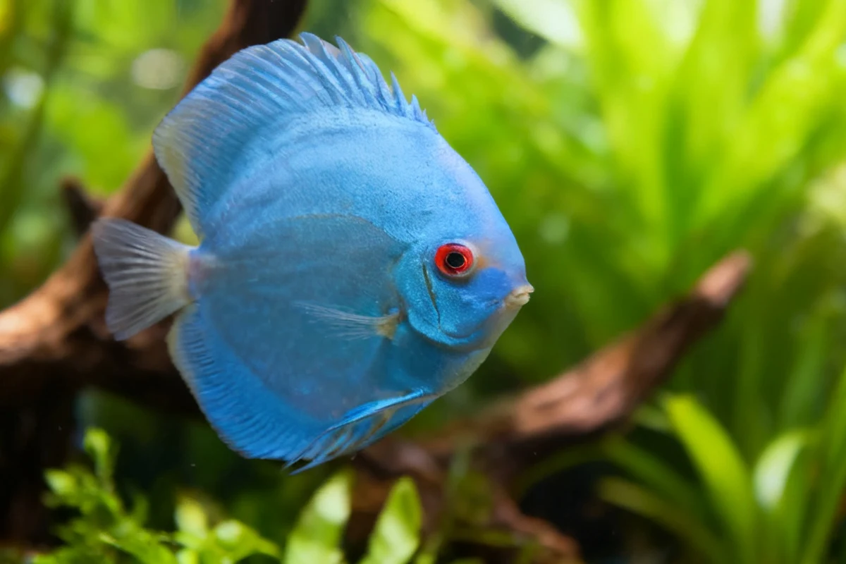 blue diamond discus fish