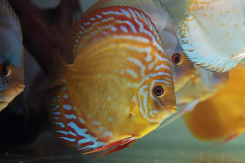 captive bred brown discus fish