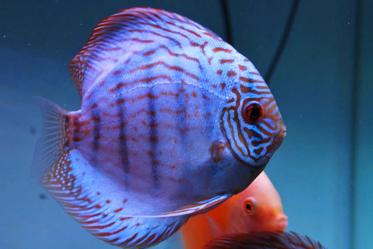 cobalt blue discus fish