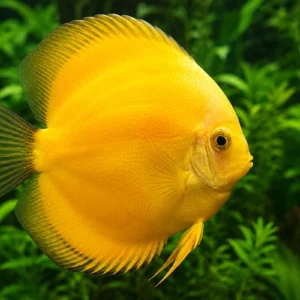 Golden/Yellow discus fish
