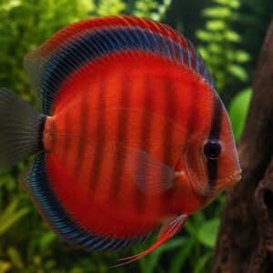 red cover discus fish