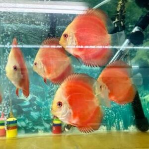 Red Melon Discus 7-8 cm