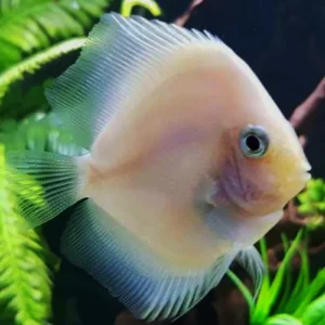 snow white discus fish