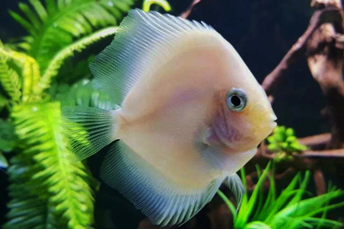 snow white discus fish
