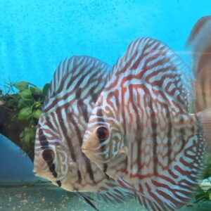 Turquoise discus 5-6cm lower grade
