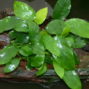 Anubias barteri "Nana" for sale online in South Africa