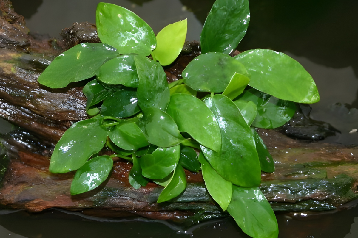 Anubias barteri "Nana" for sale online in South Africa