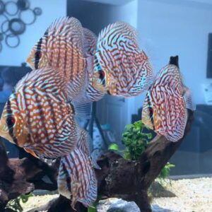 Brown turquoise discus 8-9cm