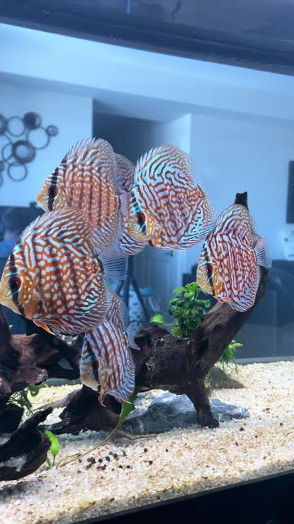 brown turquoise discus