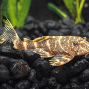 Clown Pleco for sale online in South Africa