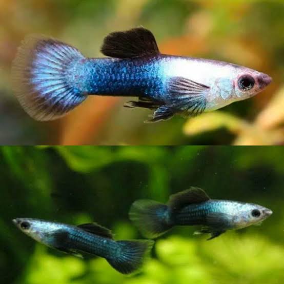 dwarf panda male guppy