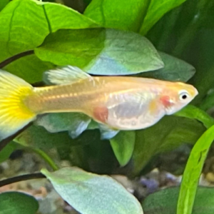 buy gold guppy female online in South Africa