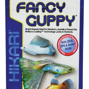 Hikari Fancy Guppy